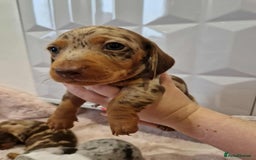 Miniature Dachshund dogs for sale: Only 4 left! Adorable Mini Dachshund Puppies 🐾🐶 - Image 5