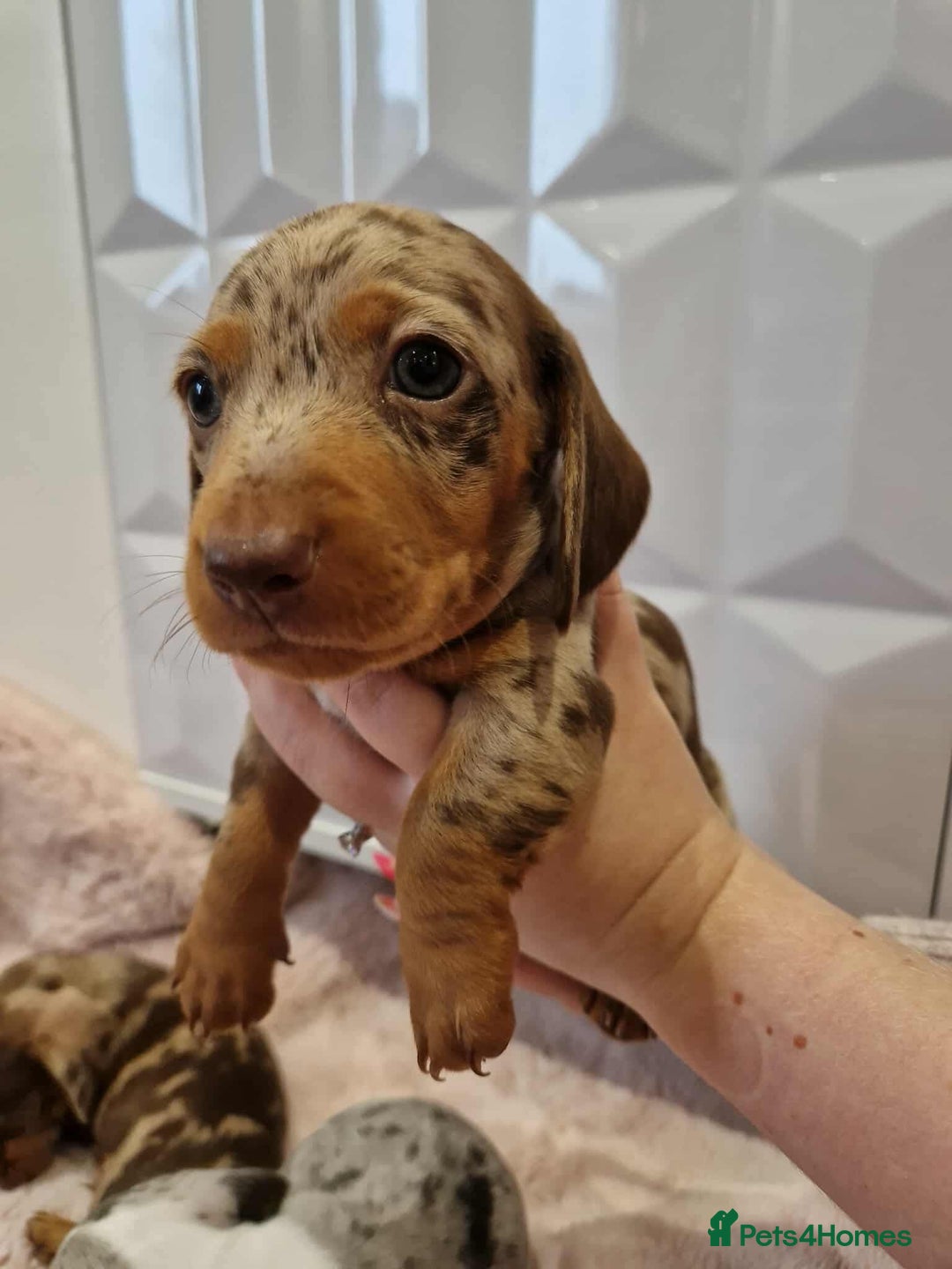 Miniature Dachshund dogs for sale: Only 4 left! Adorable Mini Dachshund Puppies 🐾🐶 - Image 5