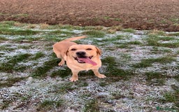 Labrador Retriever dogs for stud: Bred for Temperament Labrador Stud in Hull - Image 2