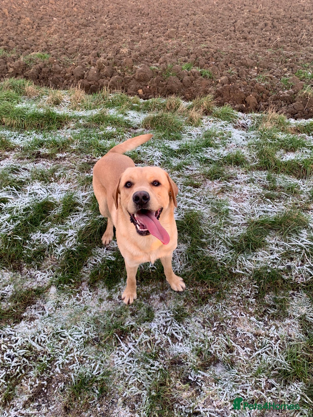 Labrador Retriever dogs for stud: Bred for Temperament Labrador Stud in Hull - Image 2
