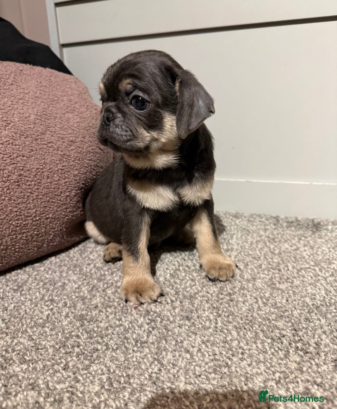 Pug dogs for sale: Only 2 left! Rare coloured pug puppies available  - Advert 34