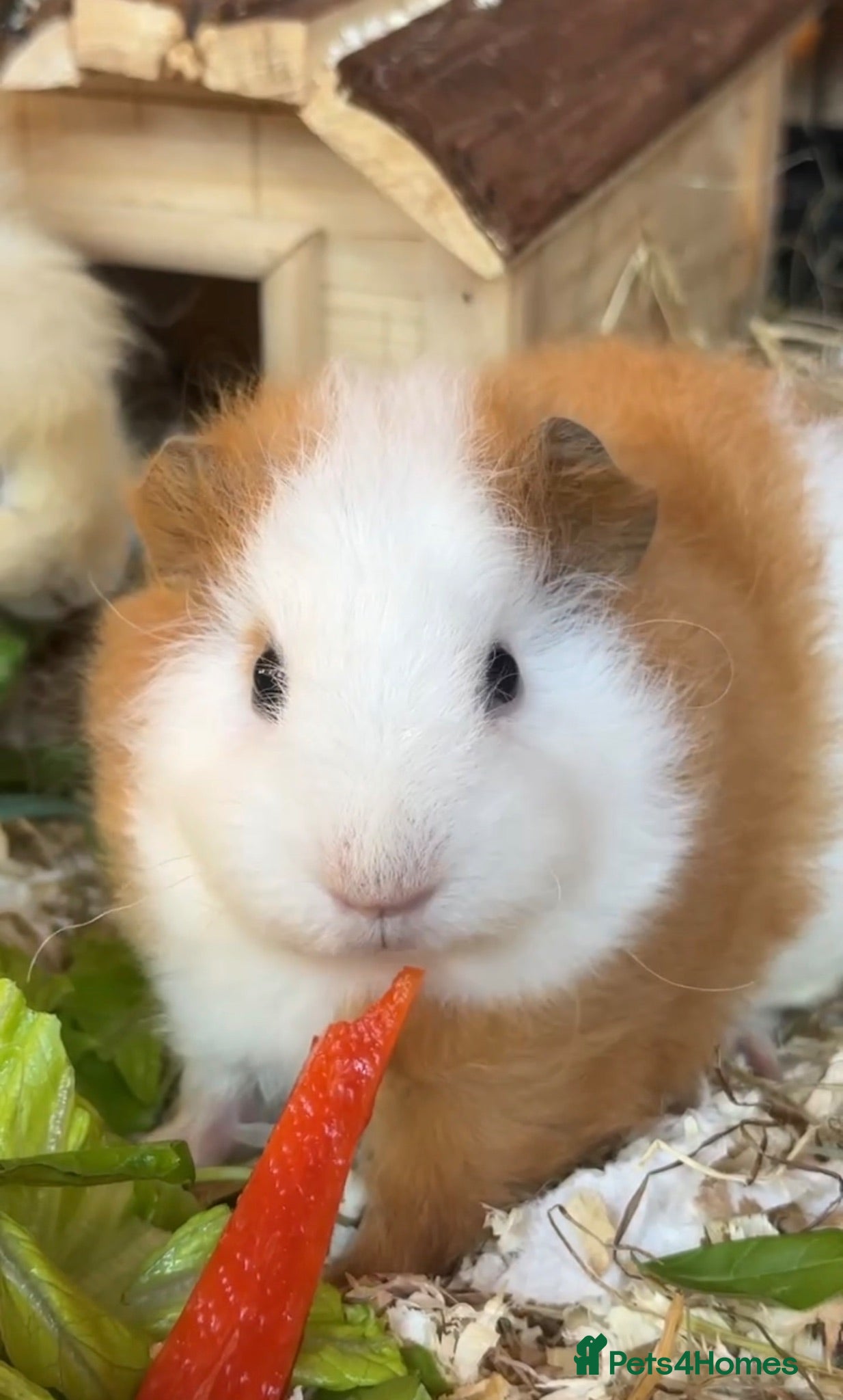 Guinea Pig rodents Swiss Guinea Pig - Ginger and White  - Advert 7