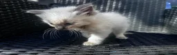 Ragdoll cats for sale: One ragdoll girls  - Advert 5