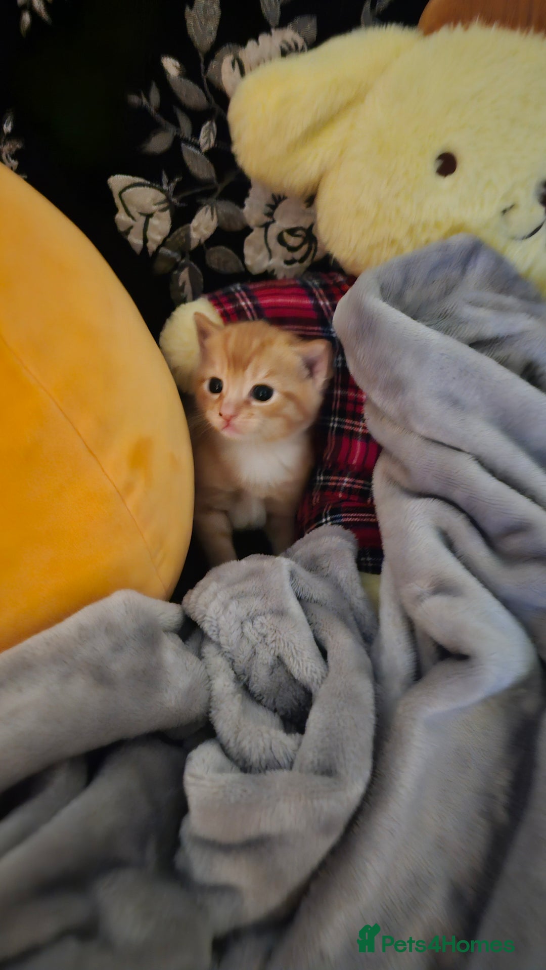 British Shorthair cats for sale: A Kitten for  **   - Advert 9