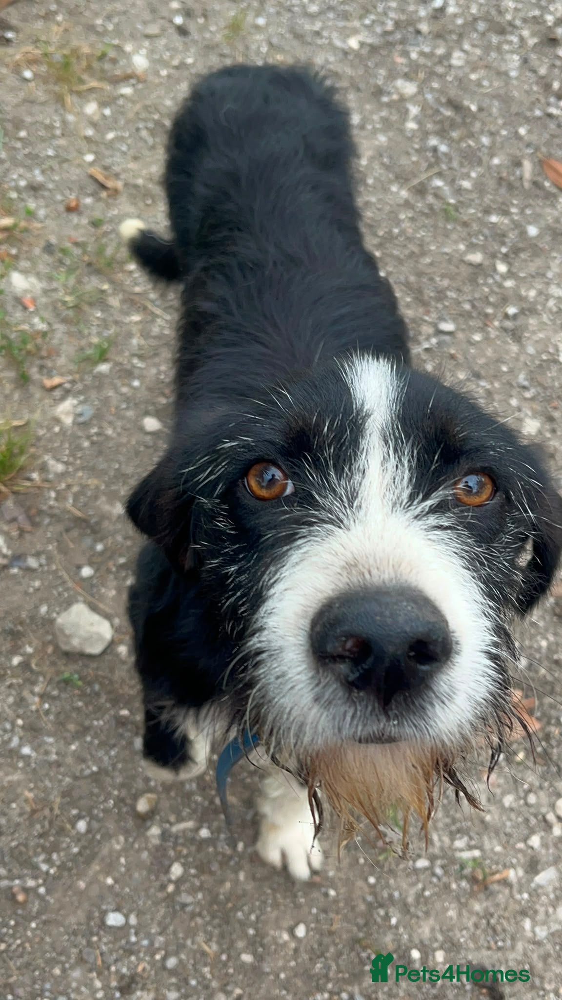 Mixed Breed dogs for adoption: Dracaris in Alfreton - Advert 6
