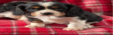 Cavalier King Charles Spaniel Puppy 2