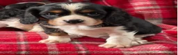 Cavalier King Charles Spaniel dogs for sale: Beautiful King Charles Cavalier puppies - Advert 12