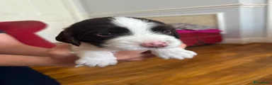 English Springer Spaniel 4