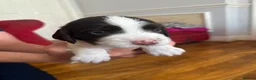 English Springer Spaniel dogs for sale: *One puppy left* KC English Springer Puppies - Advert 23