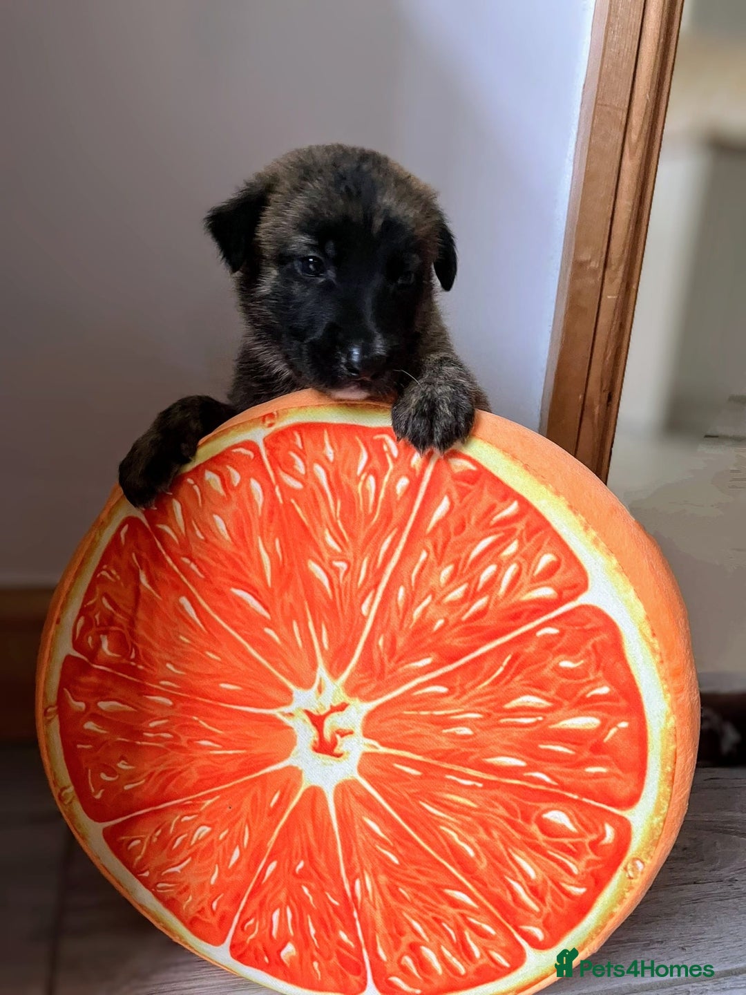 Mixed Breed dogs for sale: German shepherd x Lurcher puppies  - Image 7