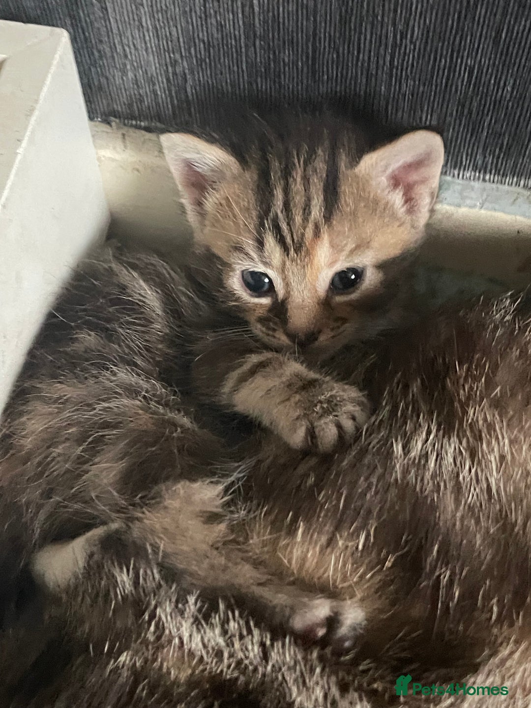 Mixed Breed cats for sale: 1 gorgeous female kittens left  - Image 10