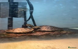 Turtle reptiles for sale: X2 cooters - Image 2