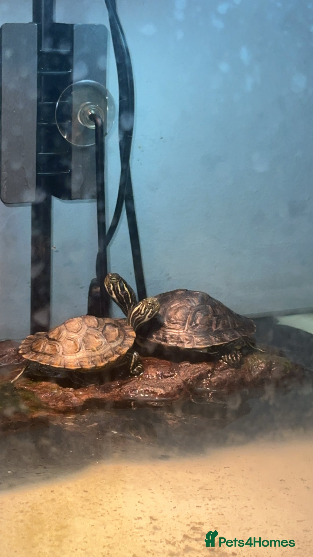 Turtle reptiles for sale: X2 cooters - Image 2