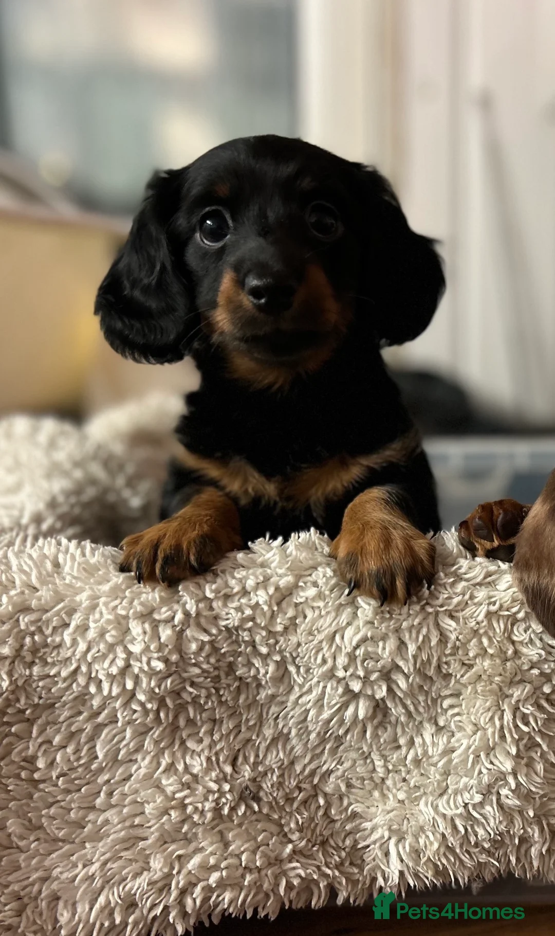 Miniature Dachshund dogs for sale: Dachshund (Miniature) beautiful Puppies  - Advert 4