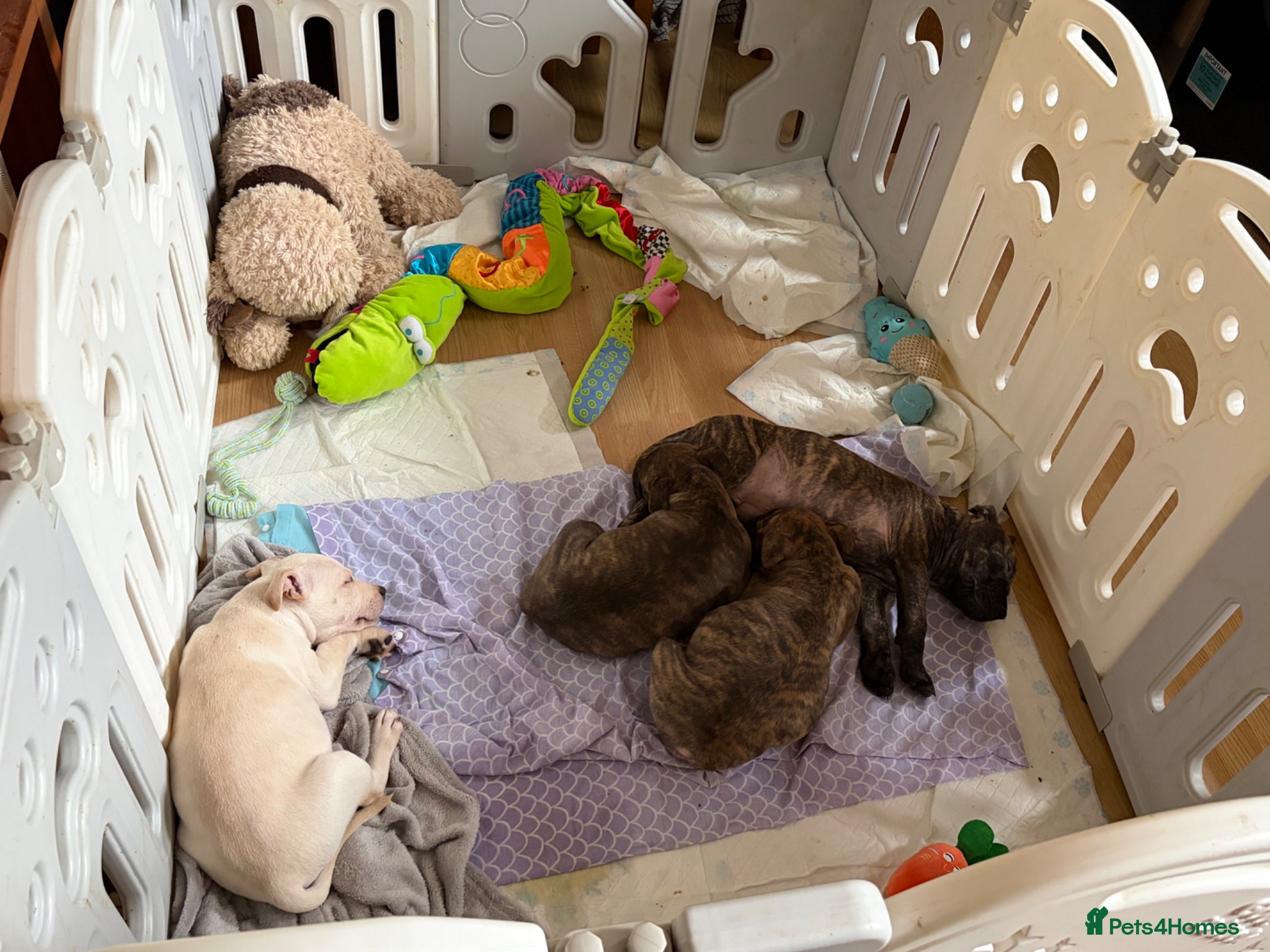 Staffordshire Bull Terrier dogs 3 beautiful male staff puppies for sale  - Advert 8