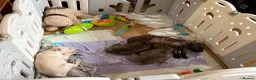 Staffordshire Bull Terrier dogs for sale: 3 beautiful male staff puppies for sale  in Chatham - Advert 1