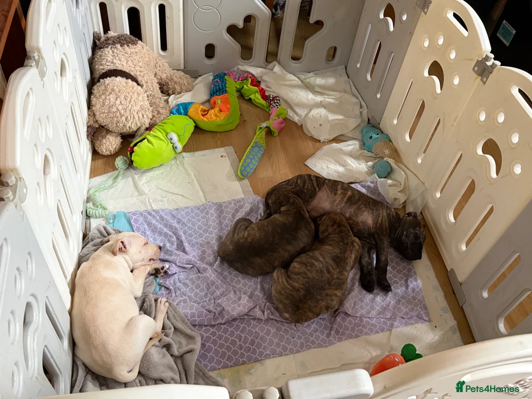 Staffordshire Bull Terrier dogs for sale: 3 beautiful male staff puppies for sale  in Chatham - Advert 1