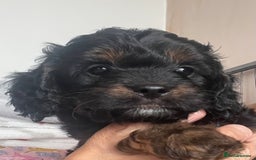 Cavapoo dogs for sale: Cavapoo - Image 11