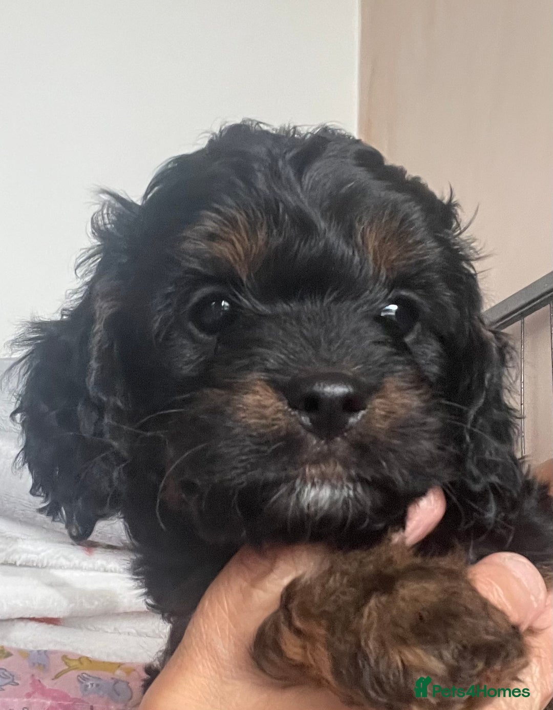 Cavapoo dogs for sale: Cavapoo - Image 11