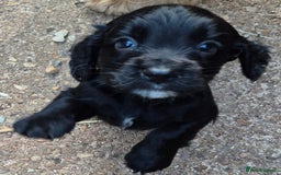 Sprocker dogs for sale: 5 Sprocker Puppies  - Image 4