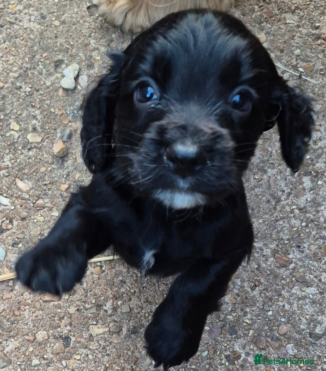 Sprocker dogs for sale: 5 Sprocker Puppies  - Image 4