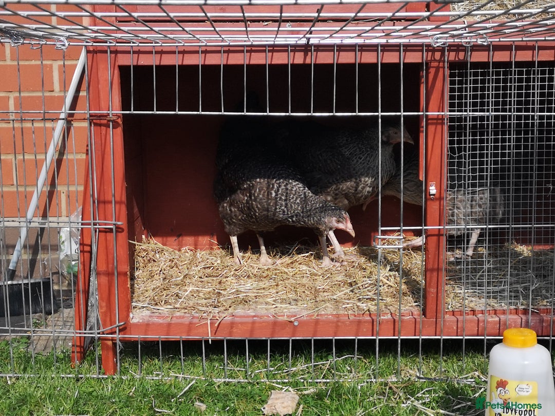 Chickens poultry for sale: 3 speckledy hens for sale - Image 1