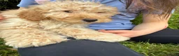 Labradoodle dogs for sale: Stunning miniature multigen labradoodle puppies - Advert 2