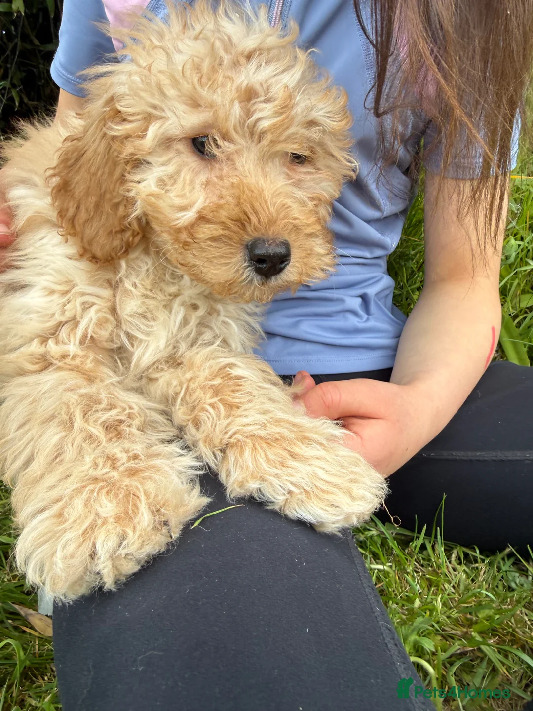 Labradoodle dogs for sale: Stunning miniature multigen labradoodle puppies - Advert 2