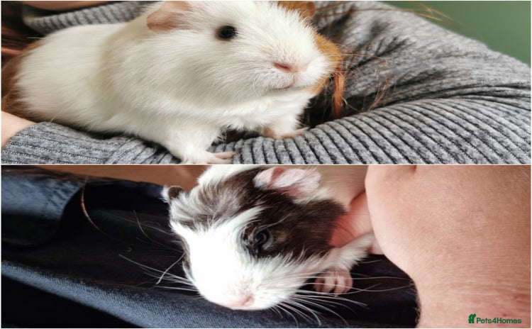 Guinea Pig rodents - Advert 11