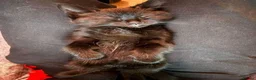 Mixed Breed cats for sale: kittens with love - Advert 12