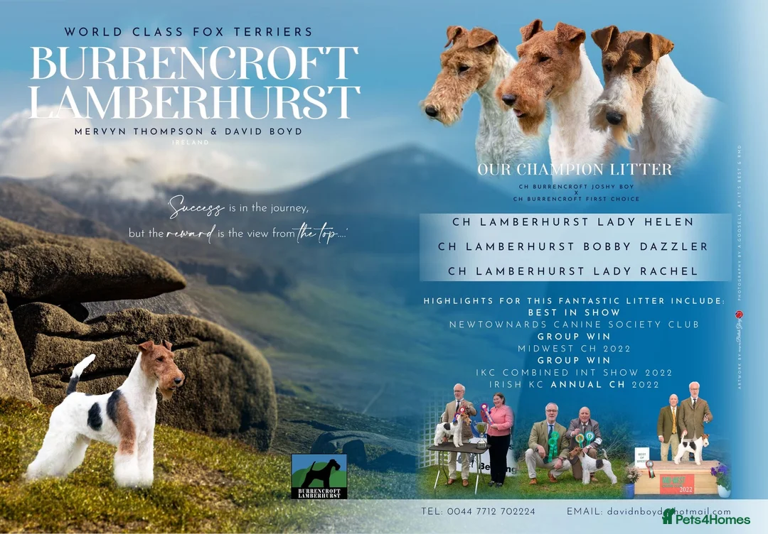 Fox Terrier dogs for sale: Stunning Wire Fox Terrier Puppies  in Belfast - Advert 8