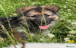 German Shepherd dogs for sale: German shepherd pups - Image 6