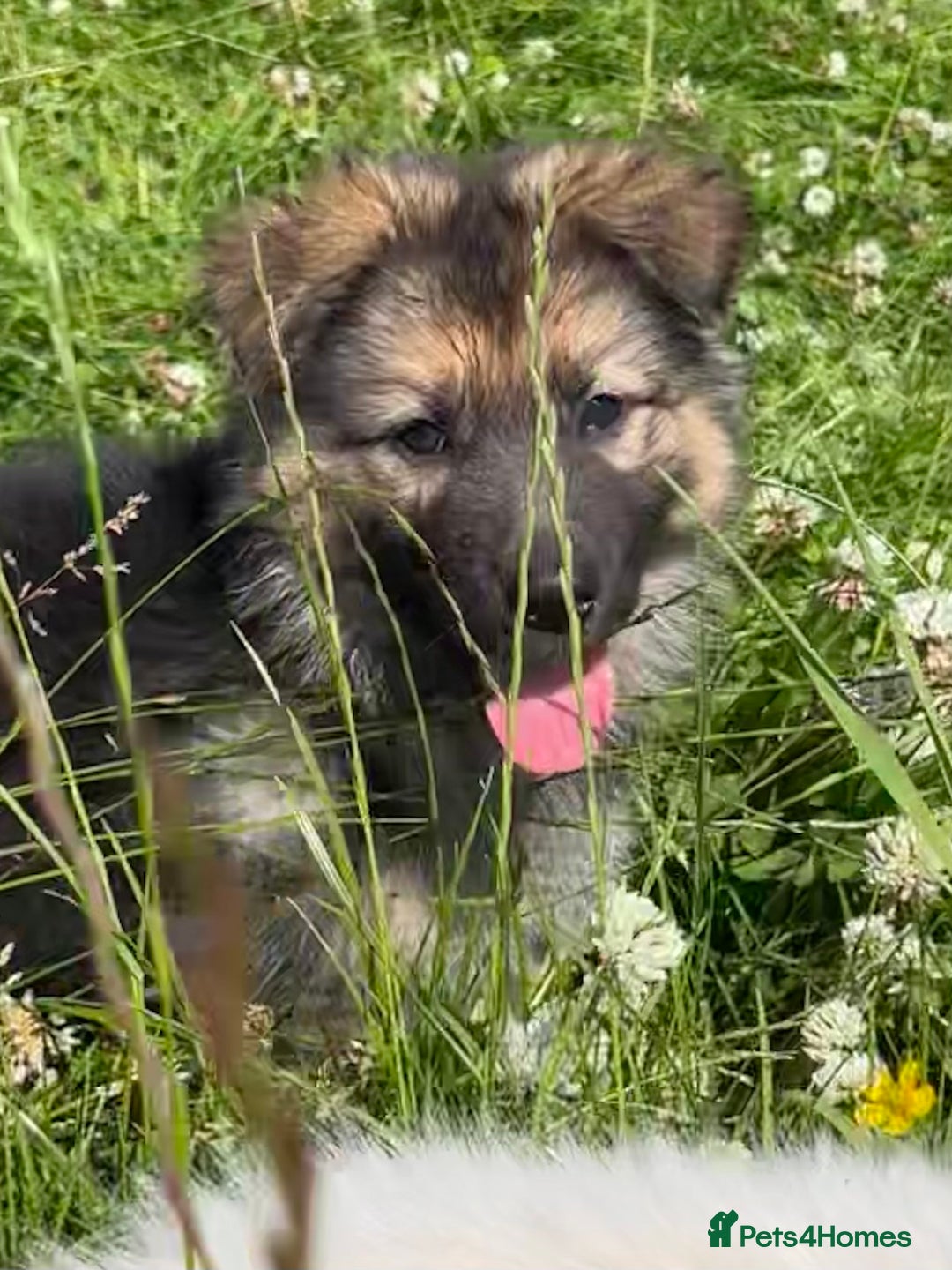 German Shepherd dogs for sale: German shepherd pups - Image 6