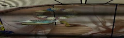 Budgerigars birds for sale: Female budgie for sale in Southampton - Advert 11