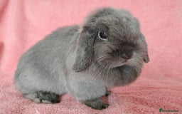 Mini Lop rabbits for sale: Mini lop doe for sale  - Image 1