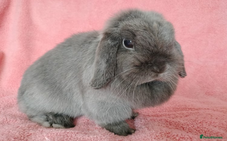 Mini Lop rabbits - Advert 1