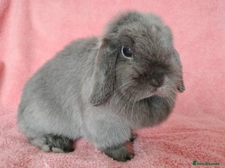 Mini Lop rabbits - Advert 26