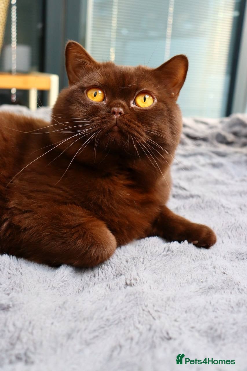 British Shorthair cats Ready Stunning Chocolate Champion bloodline BSH - Advert 2