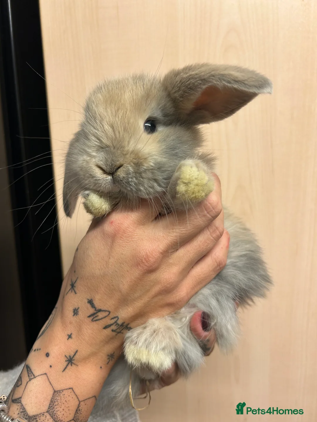 French Lop rabbits for sale: French lop babies - Advert 5