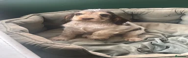 Cocker Spaniel  flossy