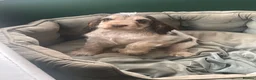 Cocker Spaniel dogs for sale: 🐶Health tested show cockers 🐕‍🦺🐾🐾🐾 - Advert 5