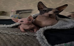 Sphynx cats for sale: Sphynx baby boy available  - Image 2
