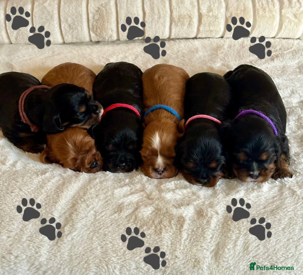 Cavalier King Charles Spaniel dogs * KC Registered Health Tested Puppies *  - Advert 6