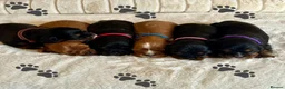 Cavalier King Charles Spaniel dogs for sale: * KC Registered Health Tested Puppies *  - Advert 1