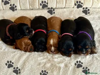 Cavalier King Charles Spaniel dogs * KC Registered Health Tested Puppies * - Advert 1
