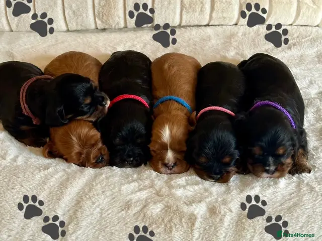 Cavalier King Charles Spaniel dogs * KC Registered Health Tested Puppies * - Advert 8