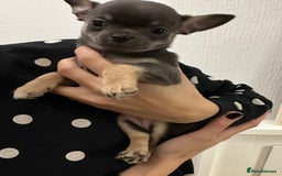 Chihuahua dogs for sale: Pure bred Chihuahua puppies - Image 39