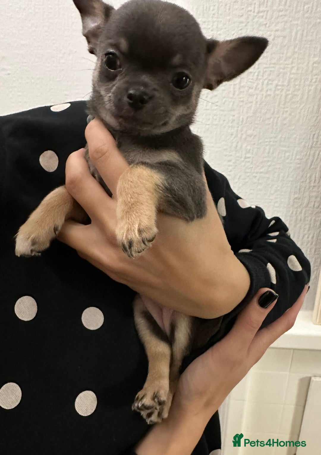 Chihuahua dogs for sale: Pure bred Chihuahua puppies - Image 39