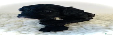 Cockapoo 3