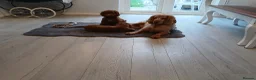 Cockapoo dogs for sale: Red and apricot cockedpoo puppys - Advert 1